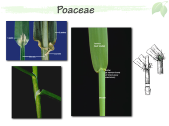 Poa03.png