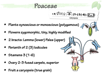 Poa04.png