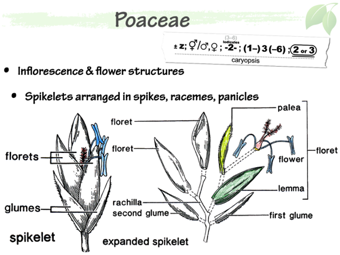 Poa05.png