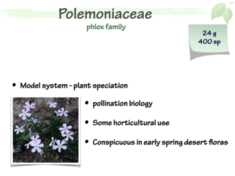Polemoniaceae1.png