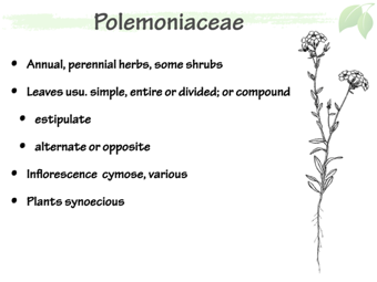 Polemoniaceae2.png