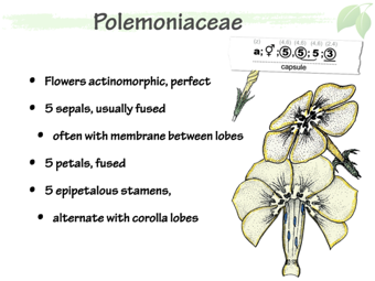 Polemoniaceae3.png
