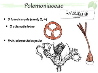 Polemoniaceae4.png