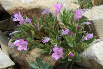 Collomia debilis - look close and count the stigma number