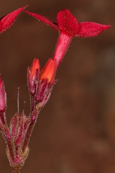 Aliciella subnuda