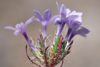 Langloisia