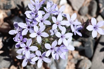 Langloisia