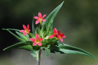 Collomia biflora