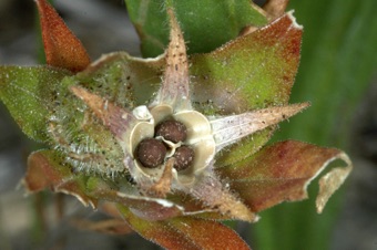 Collomia grandiflora - 3 carpellate capsule with one seed in each locule