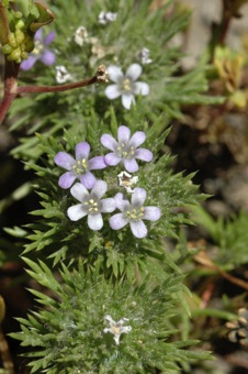 Navarretia involucrata from Argentina; a good example of how occasionally, an odd number of parts occur in a flower