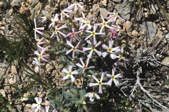 Phlox