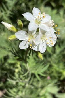 Polemonium