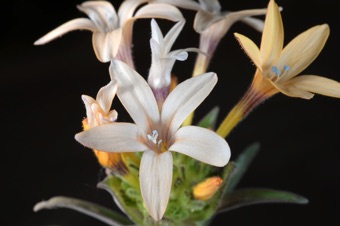 Collomia grandiflora