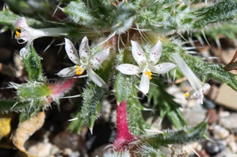 Loeseliastrum - one of a few species with zygomorphic corollas in this family