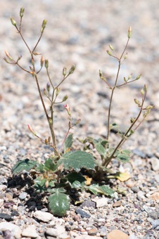 Aliciella latifolia - habit typical of many Aliciella and Gilia species