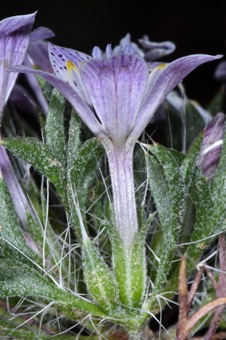 Langloisia