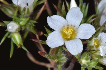 Linanthus demisus