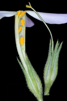 Phlox longifolia with corolla split open to show epipetalous stamens, and corolla removed to show three lobed stigma