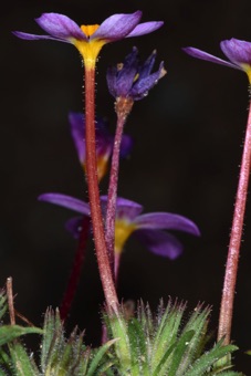 Leptosiphon