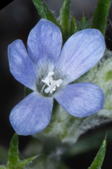 Eriastrum