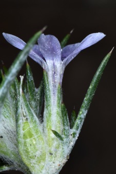 Eriastrum