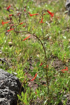 Ipomopsis aggregata
