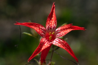 Ipomopsis aggregata