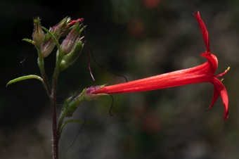 Ipomopsis aggregata