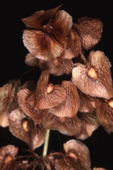Rumex sp. with enlarged inner tepals; these pulled away from triangular achene at top