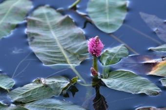 Polygonum amphibium