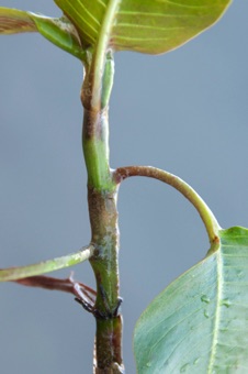 Polygonum amphibium - ocreas