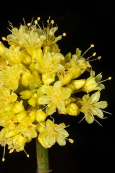 Eriogonum - This genus and its relatives lack an  ocrea, but the flowers are similar to other polygonaceae