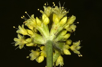 Eriogonum - if you look closely at open flowers, one whorl of 3 tepals is outside the second whorl...but this can be hard to tell so A Utah Flora describes perianth as a single whorl