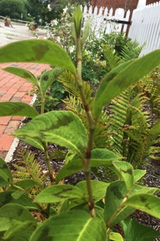 Typical vegetative habit with ochrea, swollen nodes, and zig-zag stems