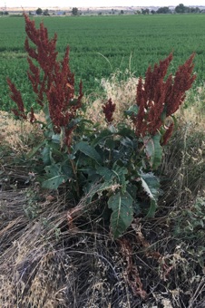 Rumex