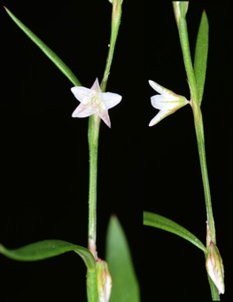 Polygonum douglasii
