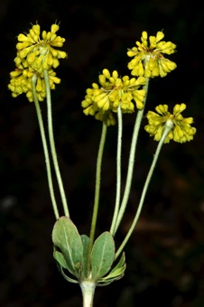 Eriogonum - This genus and its relatives lack an  ocrea, but the flowers are similar to other polygonaceae