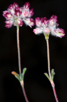 Eriogonum thymoides