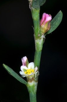 Polygonum aviculare - tiny flowers are typical for the family