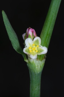 Polygonum aviculare