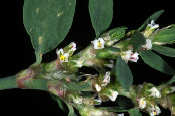 Polygonum aviculare - this plant grows prostrate against the ground