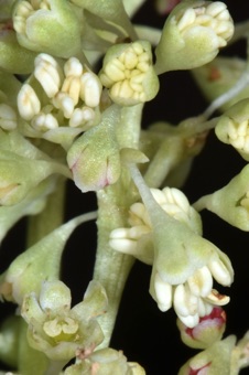 Rheum (rhubarb). The flower in upper left, just opening, shows nine anthers.