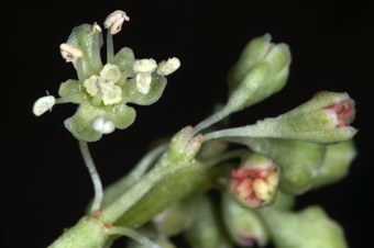 Rheum (rhubarb). All six tepals and the 3-lobed stigma are clear, but you have to look closely to find the ninth anther, which is attached at lower left but positioned right in middle of stigmas in this photo
