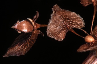Rumex - removing 2 of 3 large tepals to reveal fruit, fruit showing deflexed styles/stigmas