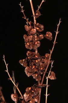Rumex, mature, dry inflorescence