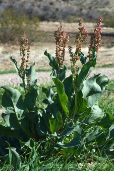 Rumex