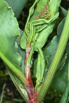 Rumex - young leaves with ocreas