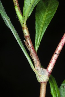 Persicaria