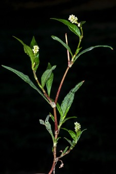 Persicaria
