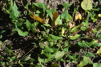 Buckwheat - a twining vine that looks a bit like morning glory, but can be easily distinguished by leaves and flowers